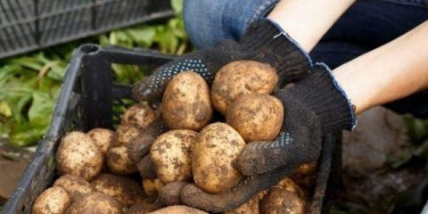 Koliko duboko saditi krompir